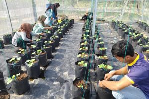 Tiga Komoditas Hortikultura Unggulan Desa Pesantren Siap Dikelola untuk Agrowisata