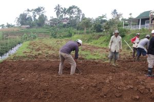 Pelatihan Pembuatan Demplot Hortikultura di Desa Pesantren